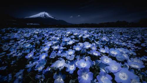 Nemophila