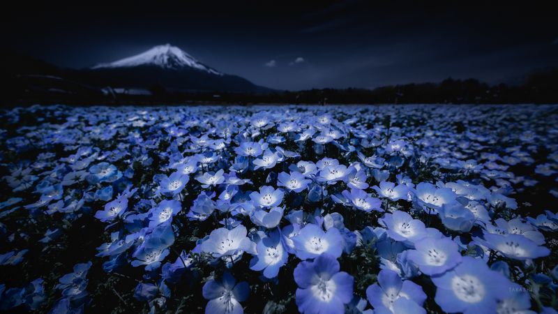 Fuji,Japan,mountain,flowers,nemophila,blue,beautiful Nemophila фото превью