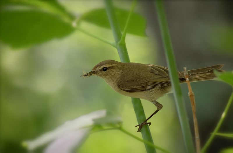 птица, пеночка, слёток, пеночка и птенец. фото превью