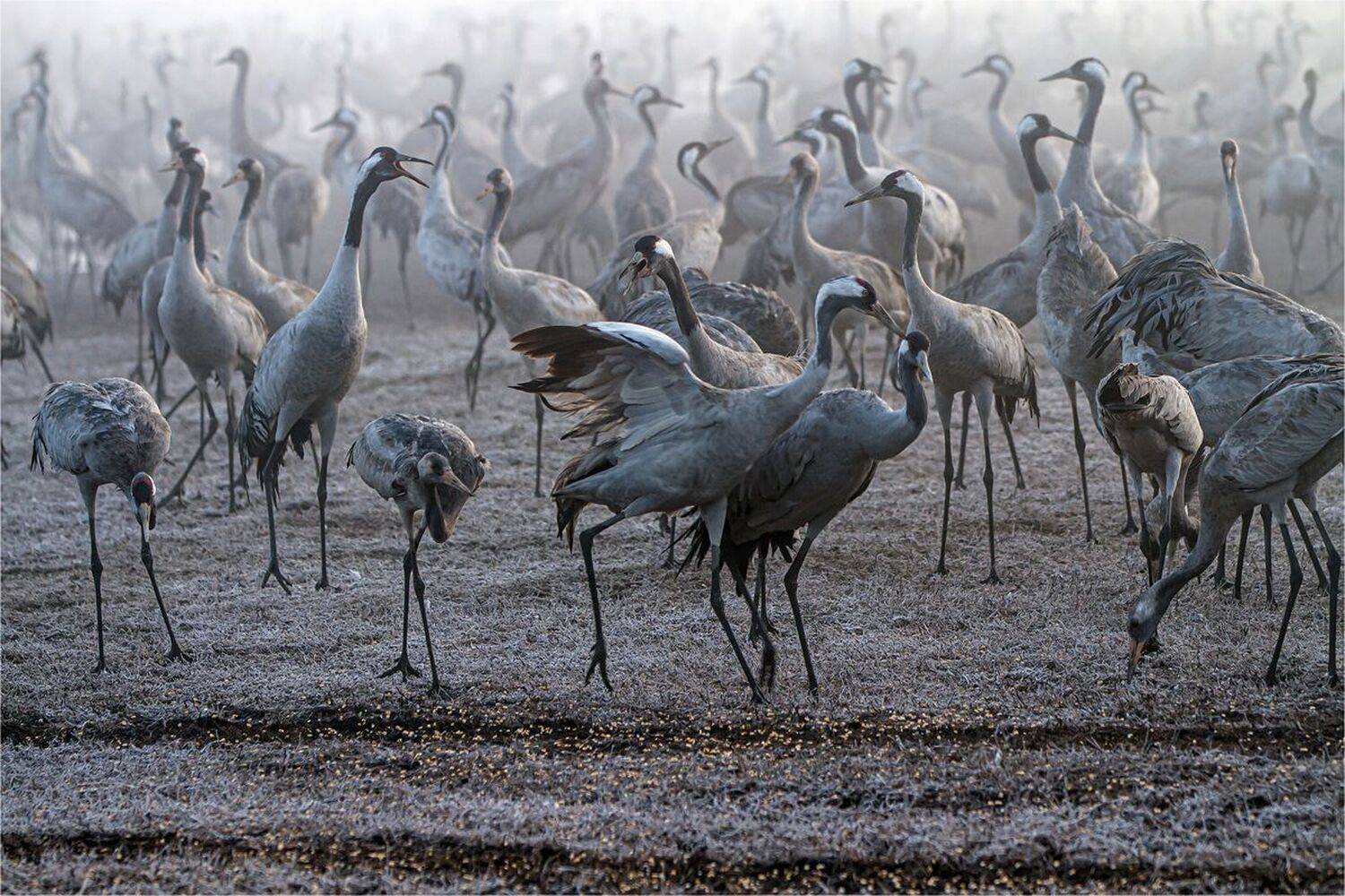 серый журавль,заповедник хула,израиль, Валентина Булкина