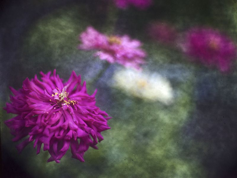 Краски лета фото превью