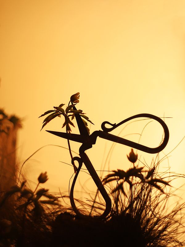 Время цветов фото превью