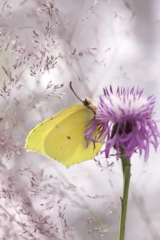 }o{ фото превью