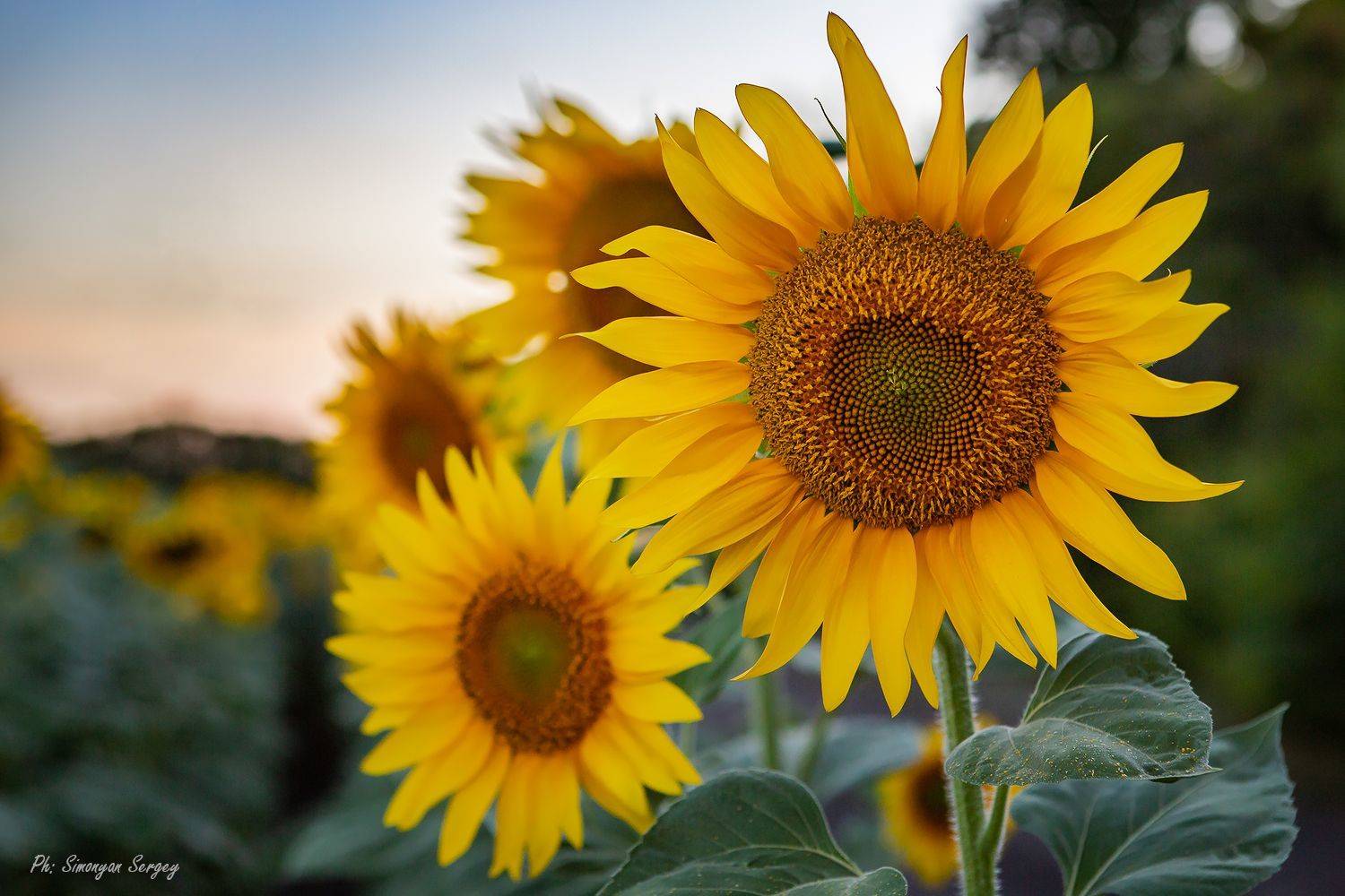 , Симонян Сергей