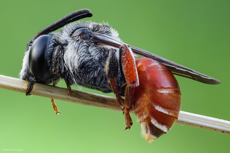 Sphecodes фото превью