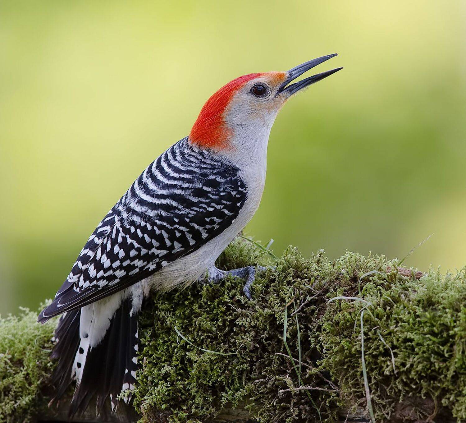 дятел, каролинский меланерпес, red-bellied woodpecker, woodpecker, Elizabeth Etkind