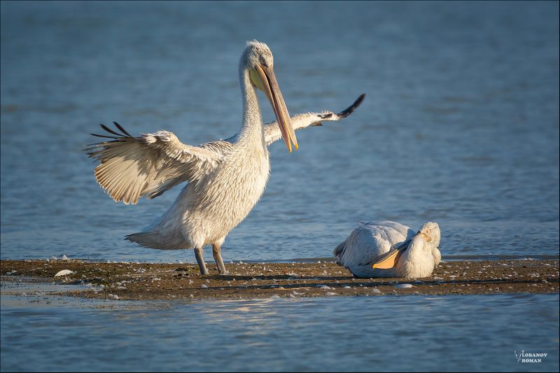 Пеликанье утро фото превью