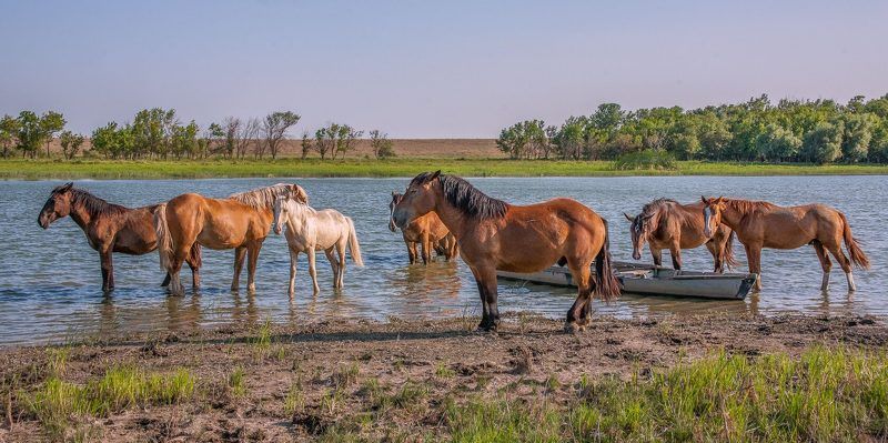 Астраханская обл Лиманский район ПОЛДЕНЬ    фото превью