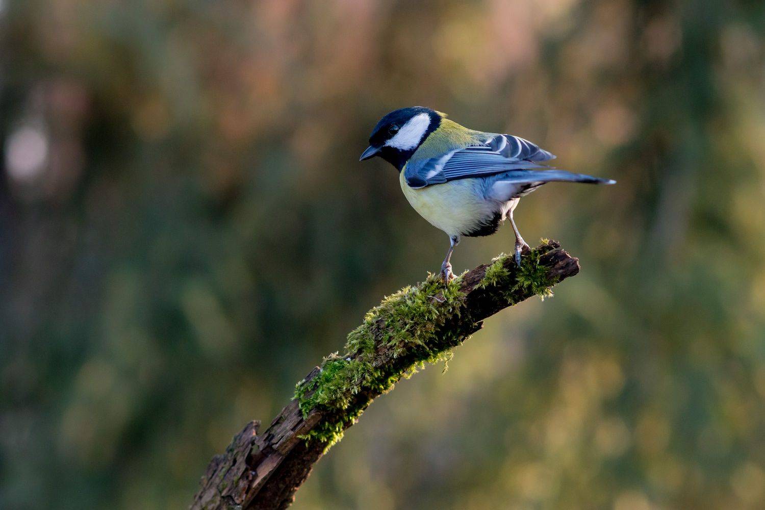 большая синица, птицы, birds, wildlife, great tit, Алексей Юденков