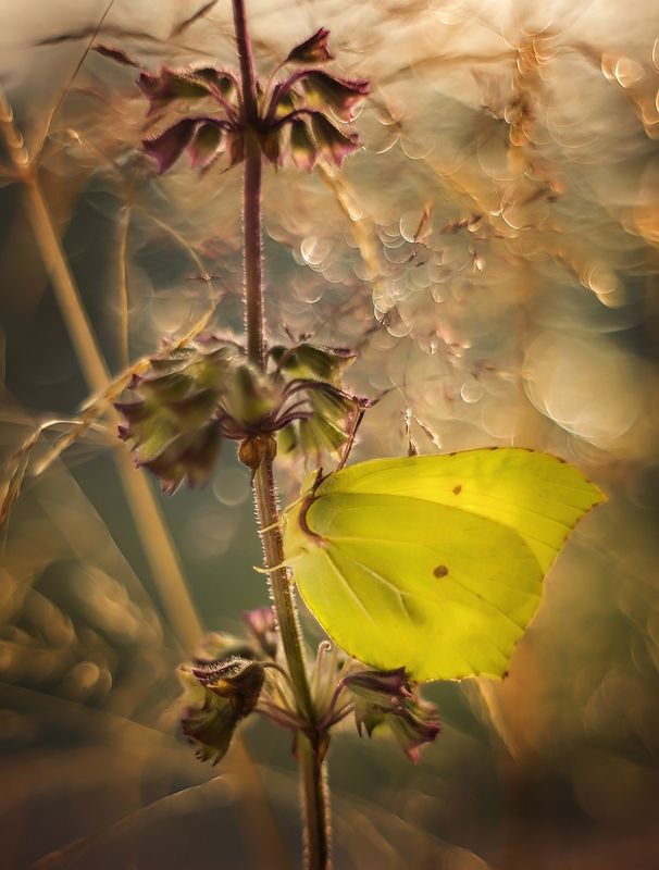 }o{ фото превью