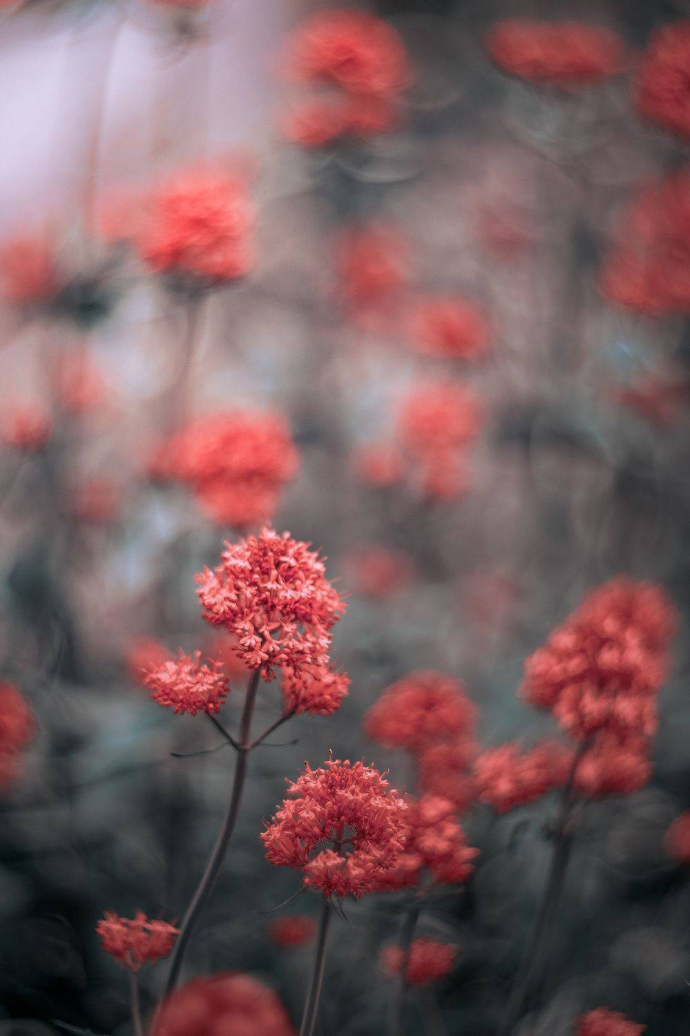 Light,bokeh,nature,pink,zenit,helios,85mm,flowers,, ColorAddict.Nature Borislav Aleksiev