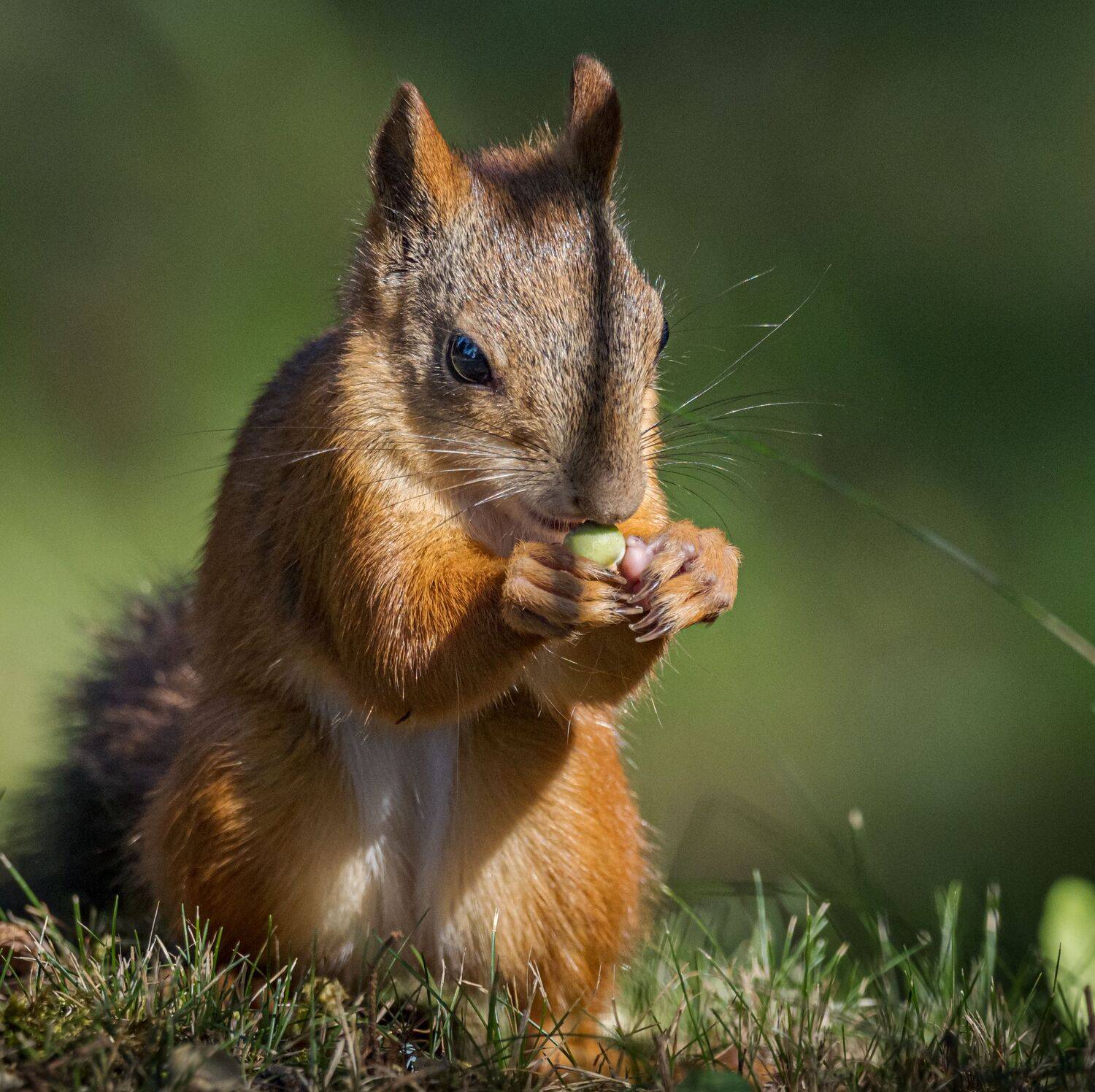 , Курлянцев Алексей