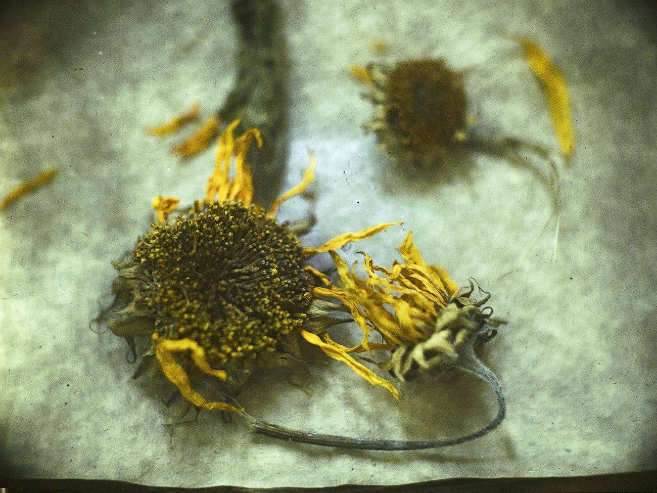 , Татьяна Аверина