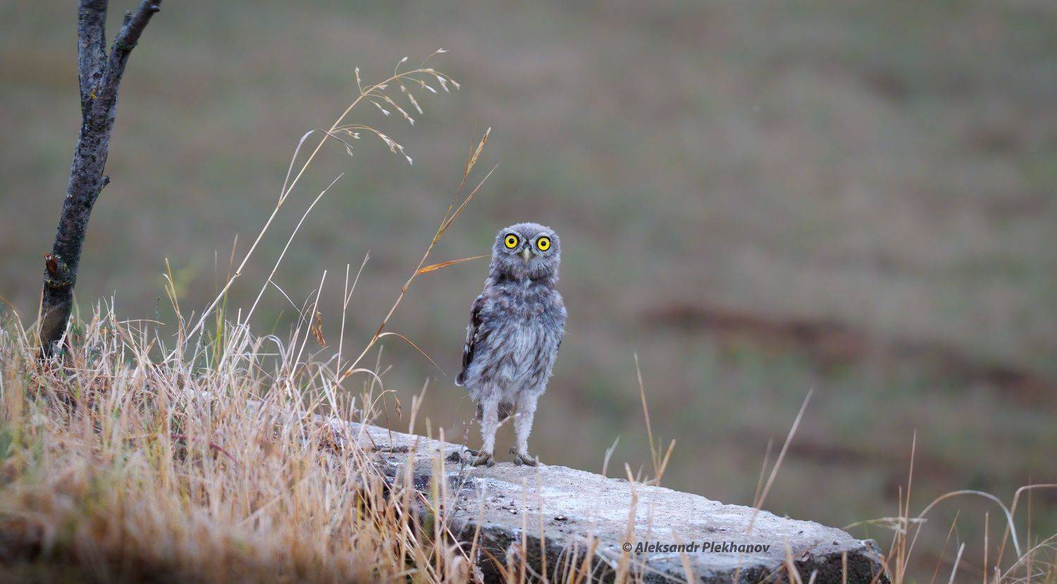 wildlife, Alexander Plekhanov