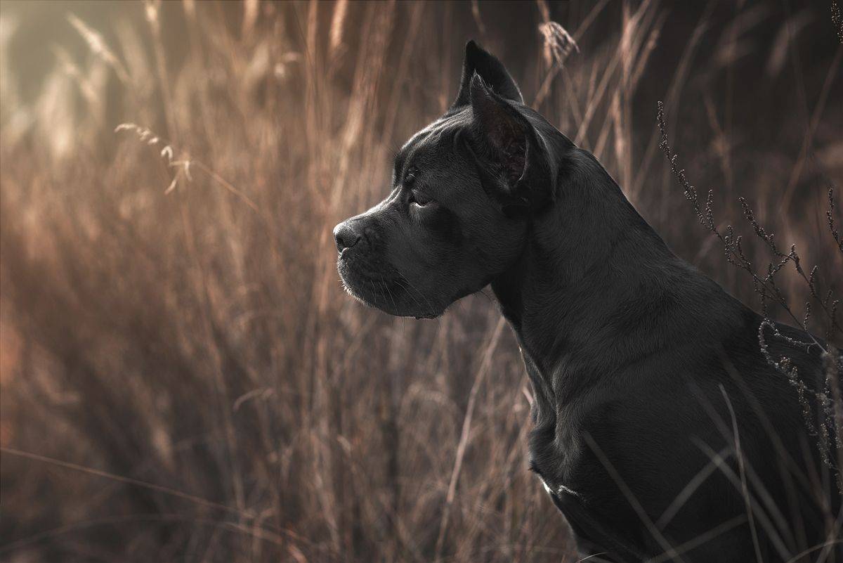 собака, животное, корсо,, Евгений Крутиков