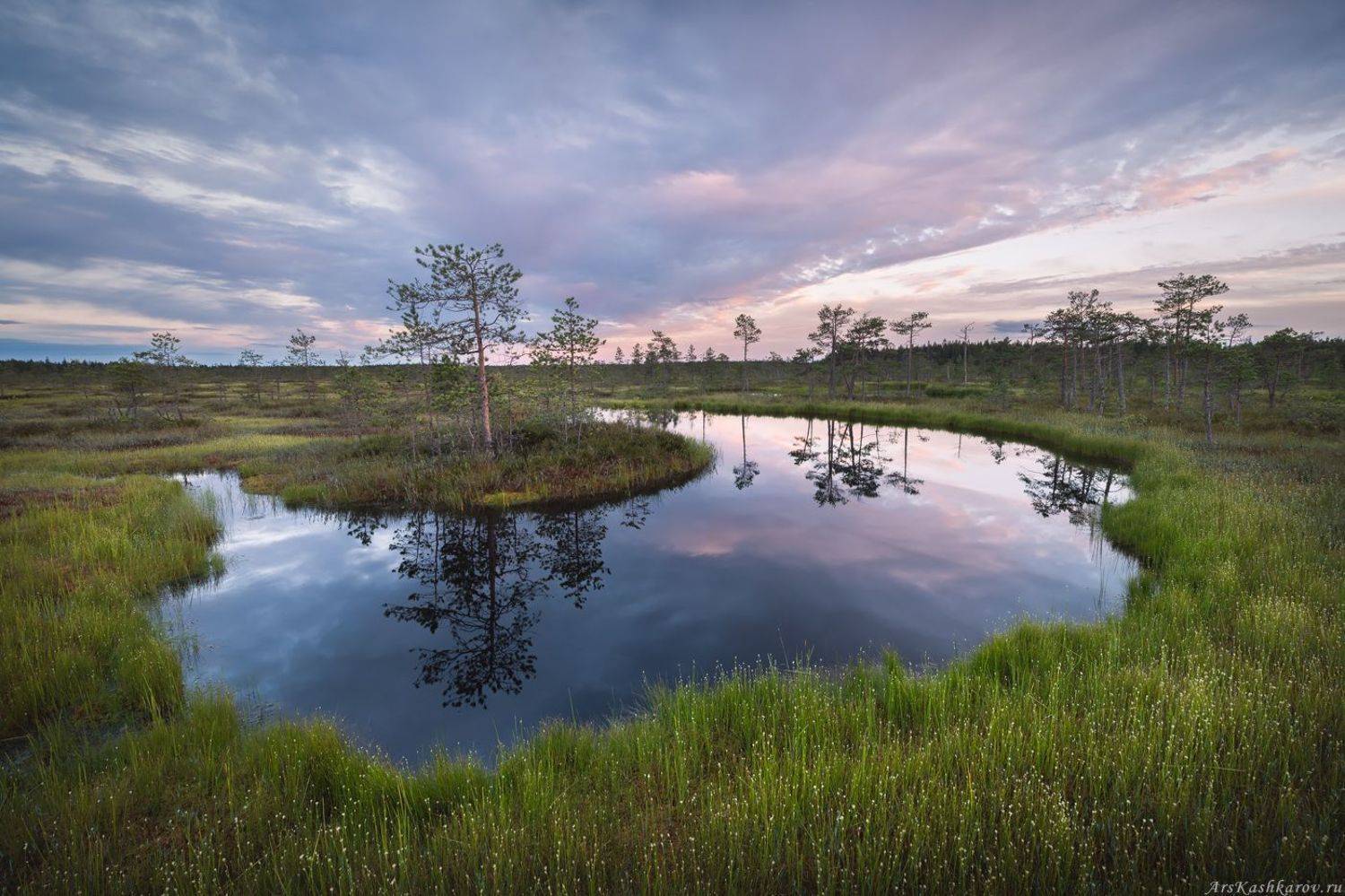 болото, ленобласть, фототур, ленинградская область, болотные топи, сосны, Арсений Кашкаров