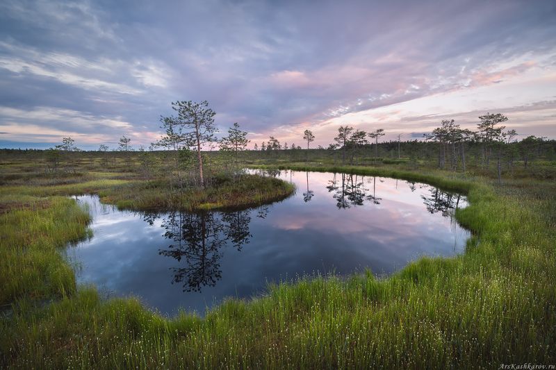 болото, ленобласть, фототур, ленинградская область, болотные топи, сосны \