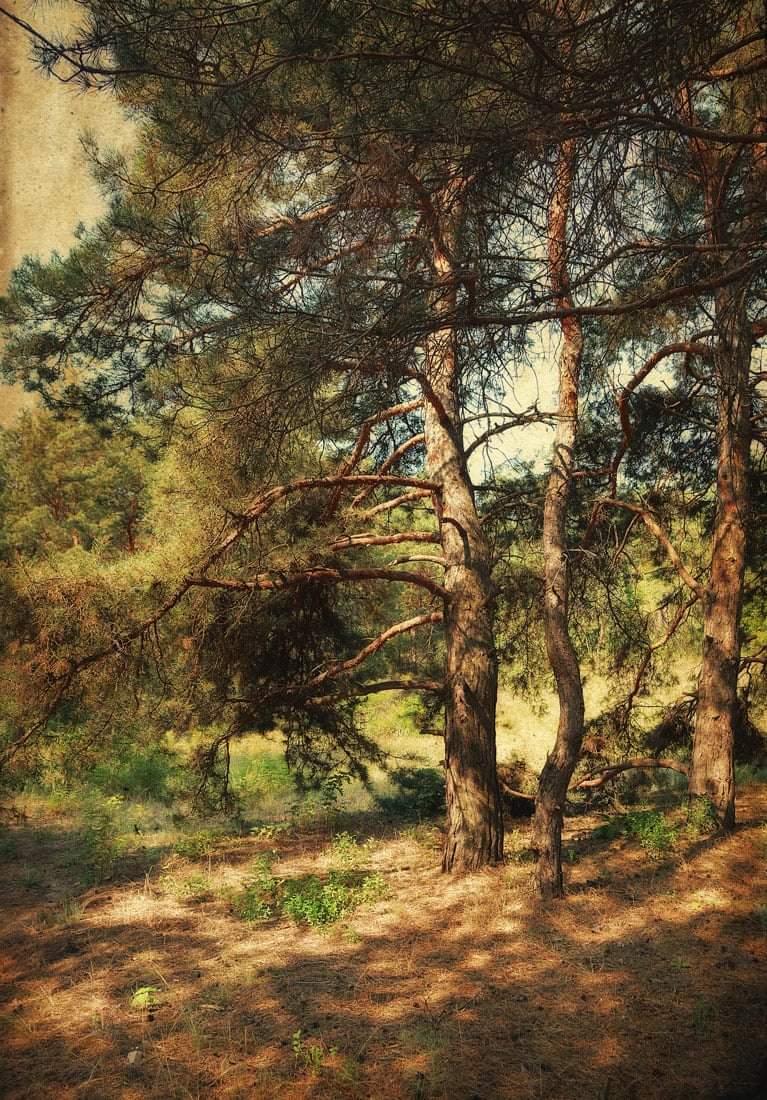 , Александр Хромеев