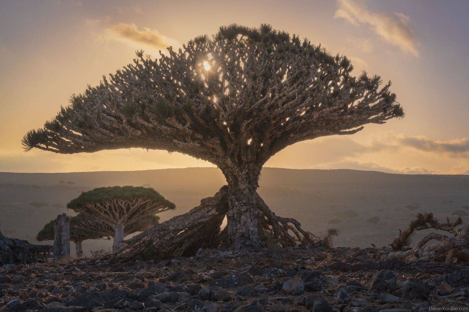 Socotra, Даниил Коржонов