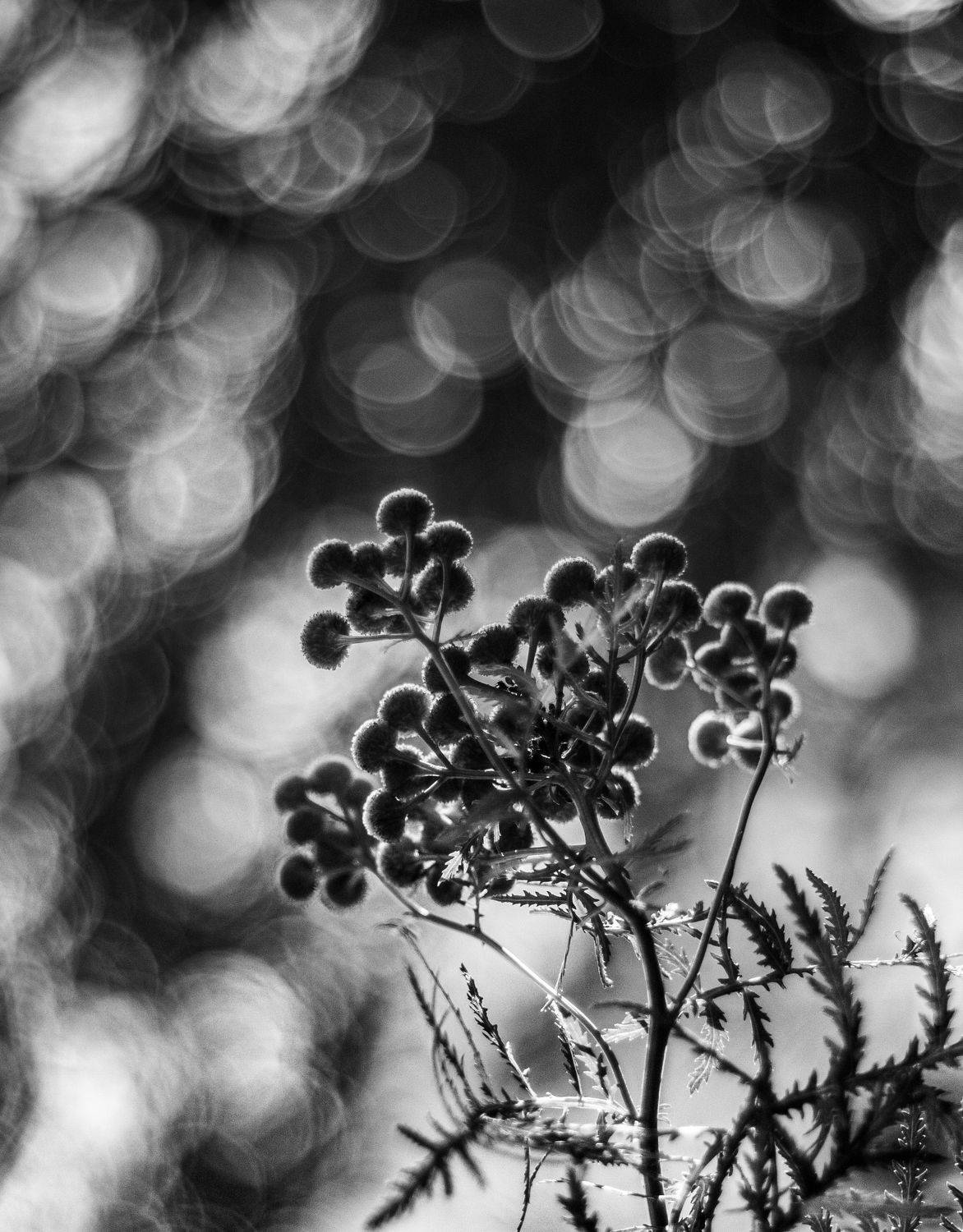 , Лариса Лофицкая