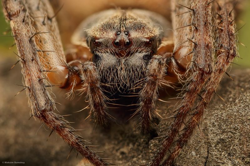 Портрет фото превью
