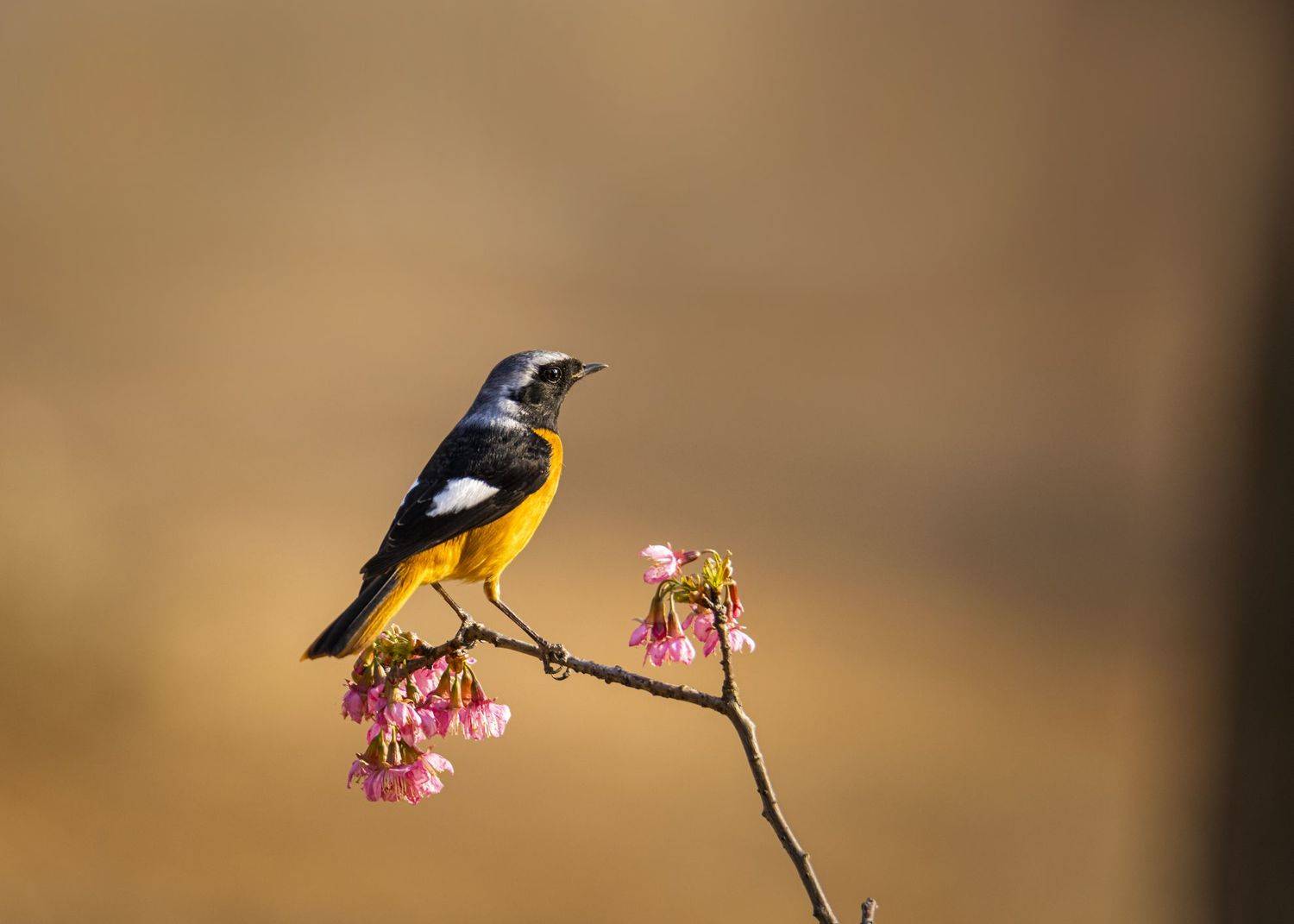 сибирская горихвостка, птицы, животные, daurian redstart, birds, animals, wildlife, Токарев Олег