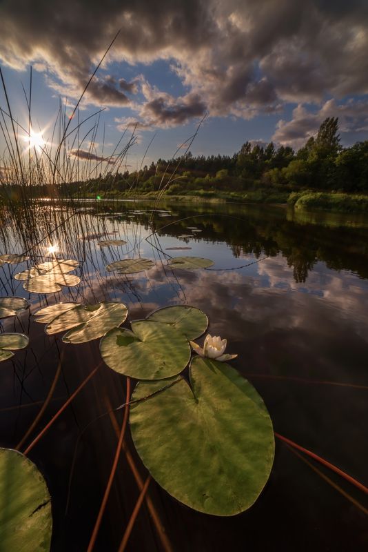 про Мологу-речку фото превью