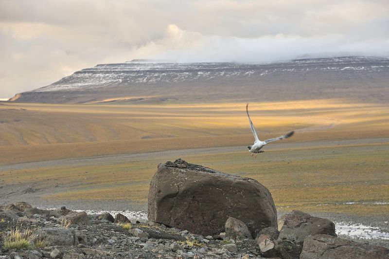 Путораны, Россия, Сибирь, горы, птица, полет, природа, шагнивнеизведанное Северные Путораны фото превью