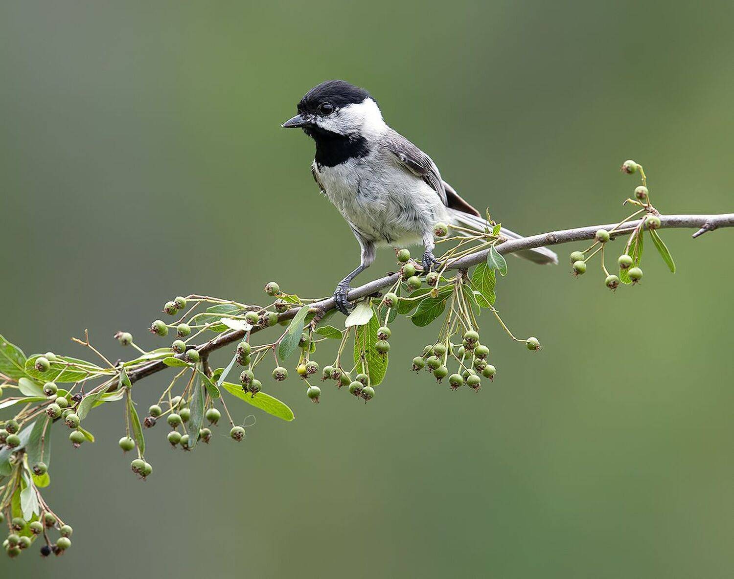 black-capped chickadee,  chickadee, гаичка, синица, Elizabeth Etkind