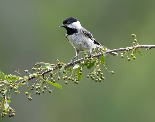 Carolina Chickadee - Каролинская гаичка