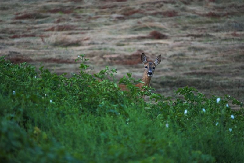 2021 фото превью