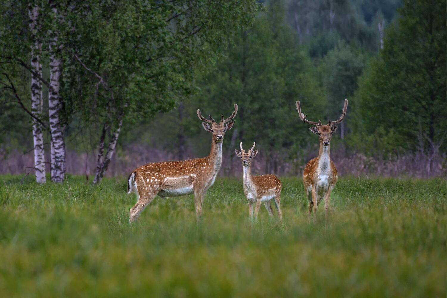 лес,животные,олени,пятнистые, Виталий Полуэктов