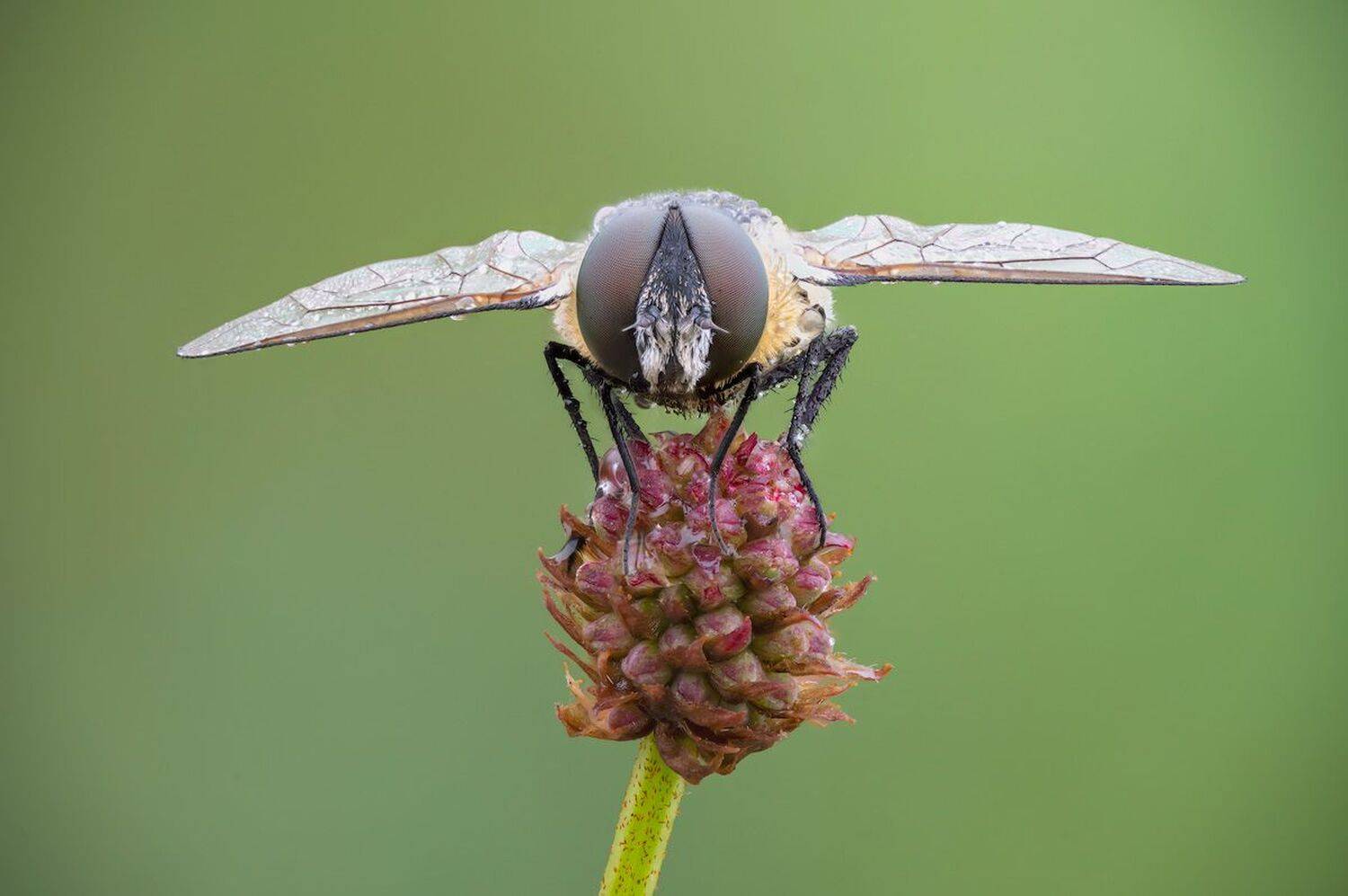 , Сергей Брагин