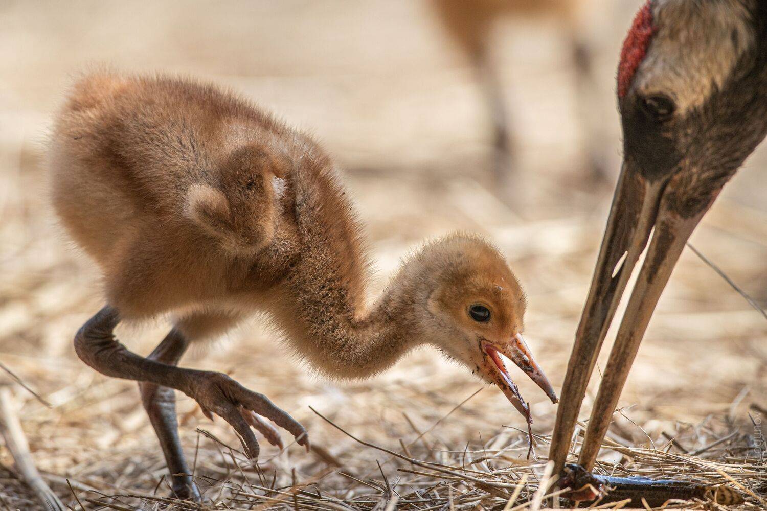 журавль, птенец, японский журавль, Логунов Максим