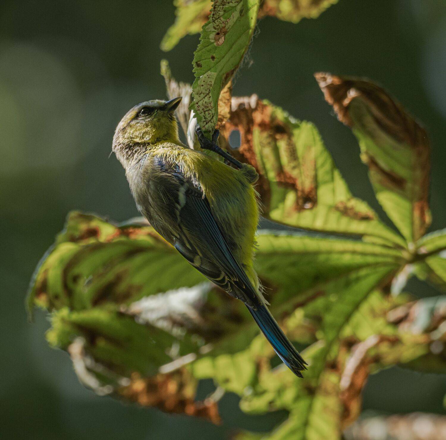 , Курлянцев Алексей