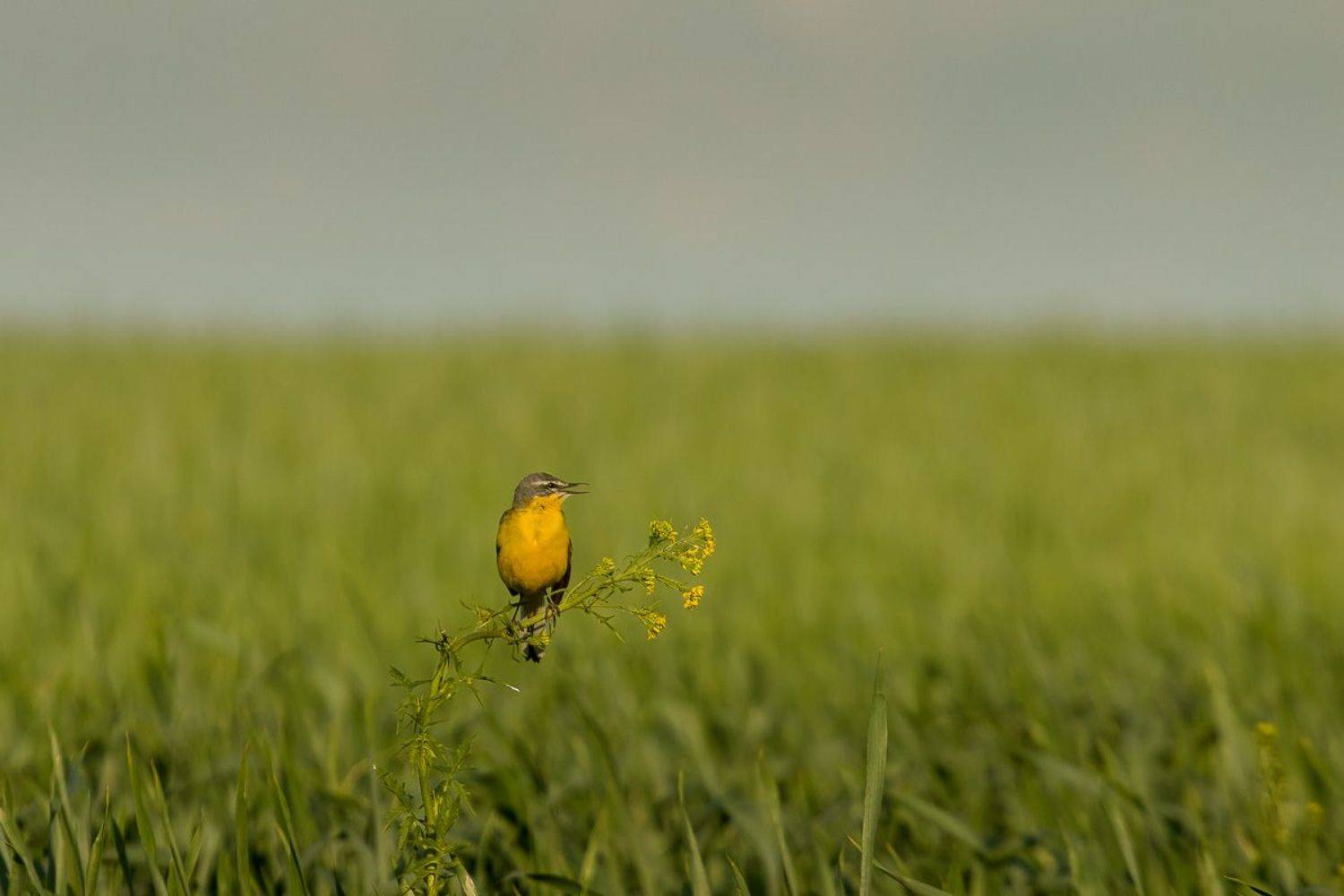птицы, желтая трясогузка, wildlife, birds, лето, western yellow wagtail, Алексей Юденков