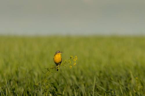 Желтая трясогузка