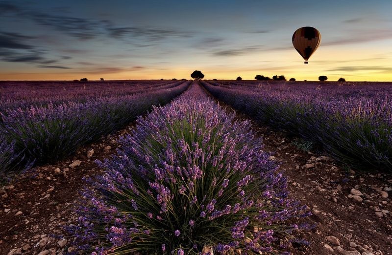 лаванда, небо, крым, краски, пейзаж, закат, Лаванда фото превью