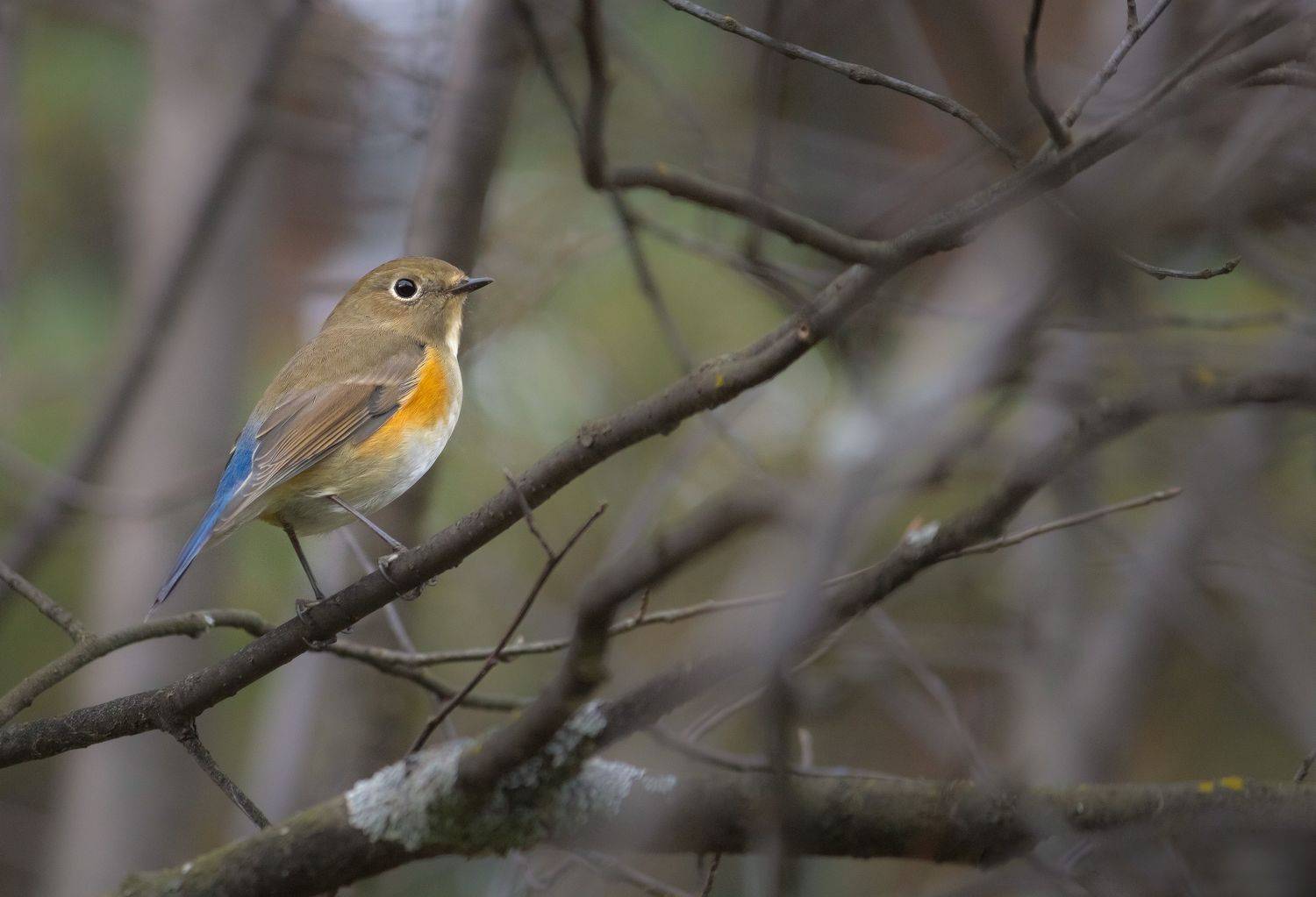 синехвостка, птицы, новосибирск, Денис Воронов