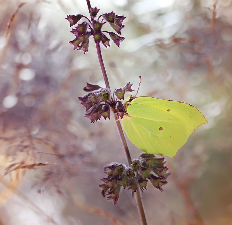 Gonepteryx rhamni фото превью