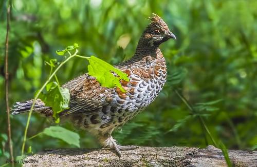 Hazel grouse