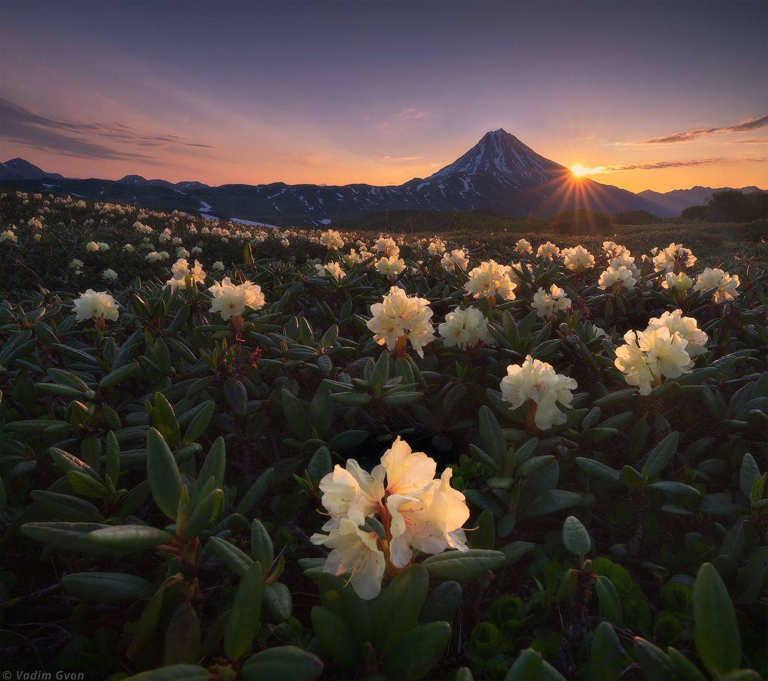 камчатка, kamchatka, вилючинский, рододендроны, Вадим Гвон