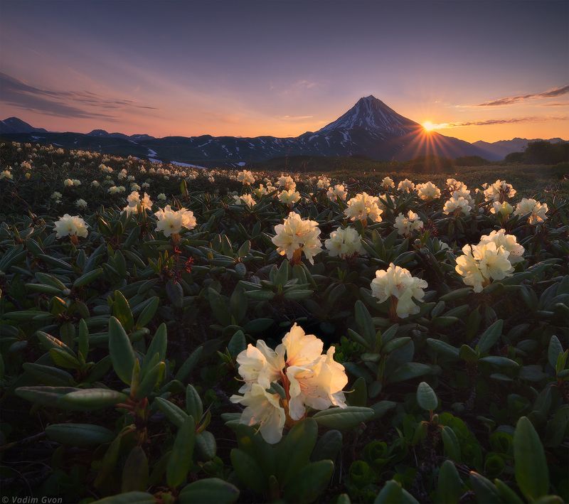 камчатка, kamchatka, вилючинский, рододендроны Июль на Камчатке фото превью