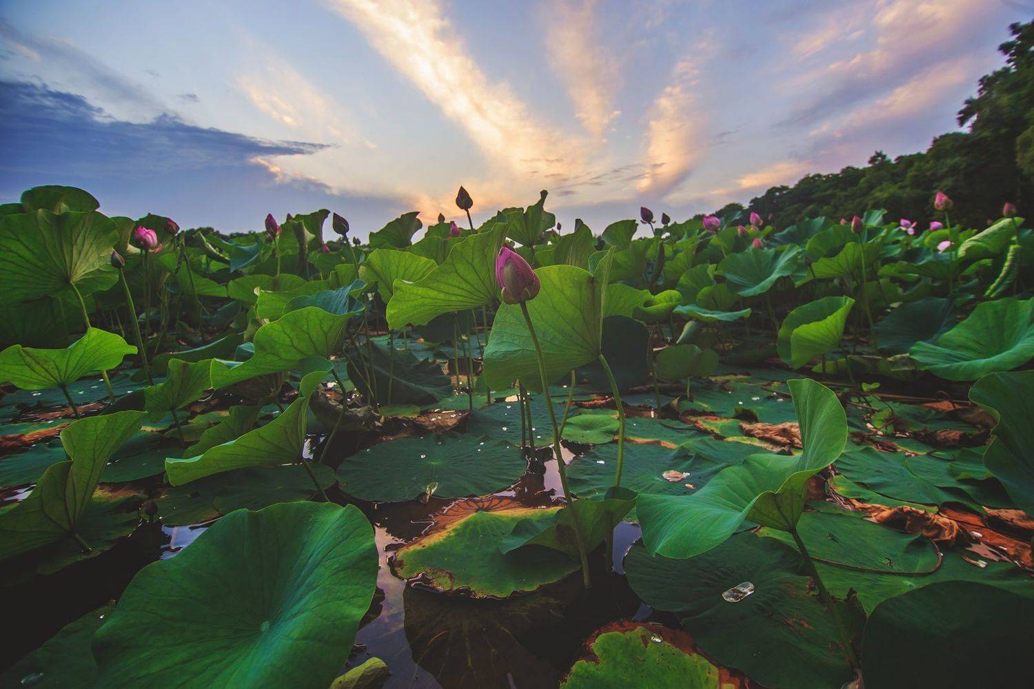 , Сигида Дмитрий