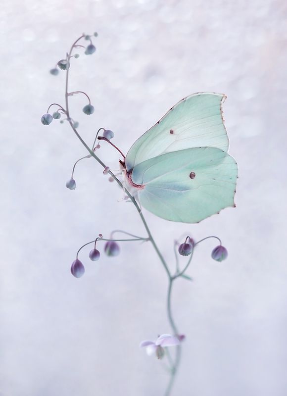 }o{ фото превью