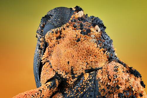 Cryptorhynchus lapathi.