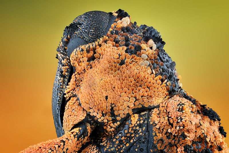 irass, waledzik, nat geo, olympus, close up, macro, extreme macro, макро Cryptorhynchus lapathi. фото превью