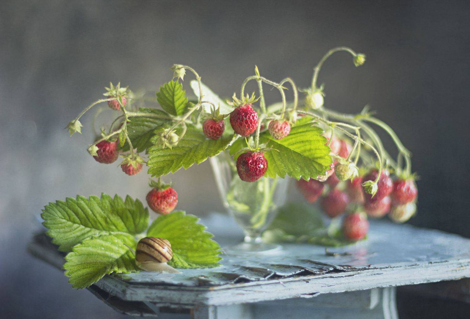 натюрморт, ягода, улитка, Лионелла Зимина