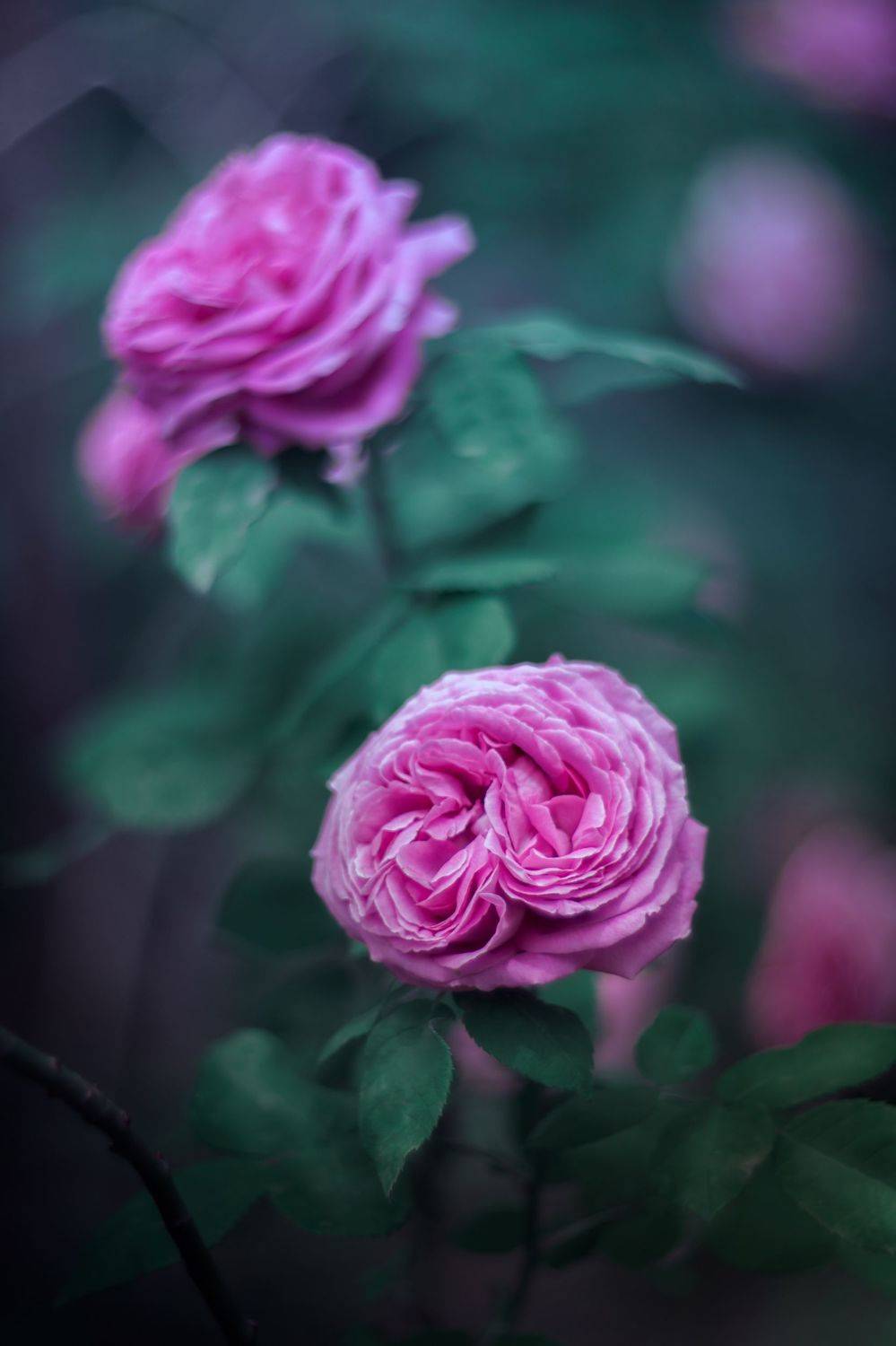 nature,nikon,flower,pink,green,bokeh,zenit,helios,85mm,rose,, Борислав Алексиев