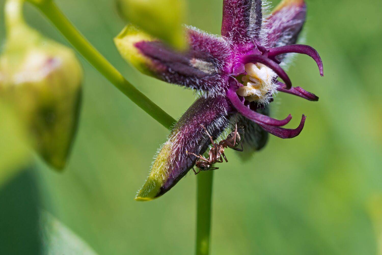 обвойник, греческий, Алексей Рыльский